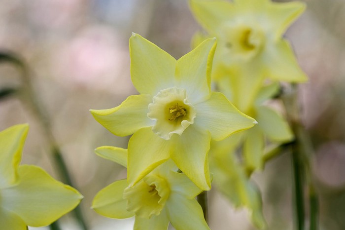 Narcissus 'Pipit'