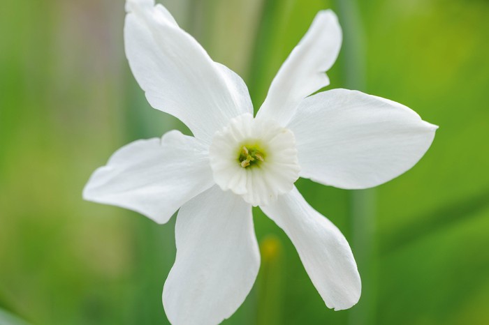 Narcissus 'Xit'