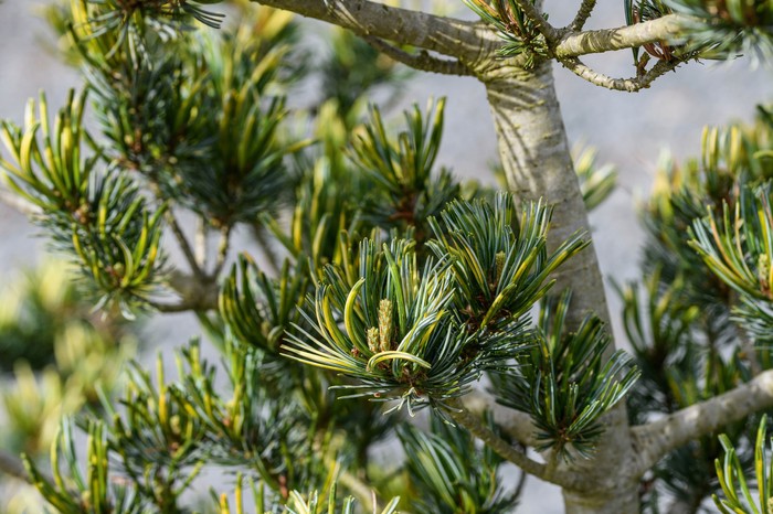 Pinus parviflora 'Fukai'