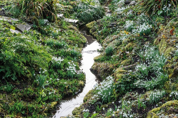The Ditch at East Lambrook Manor, carpeted with snowdrops