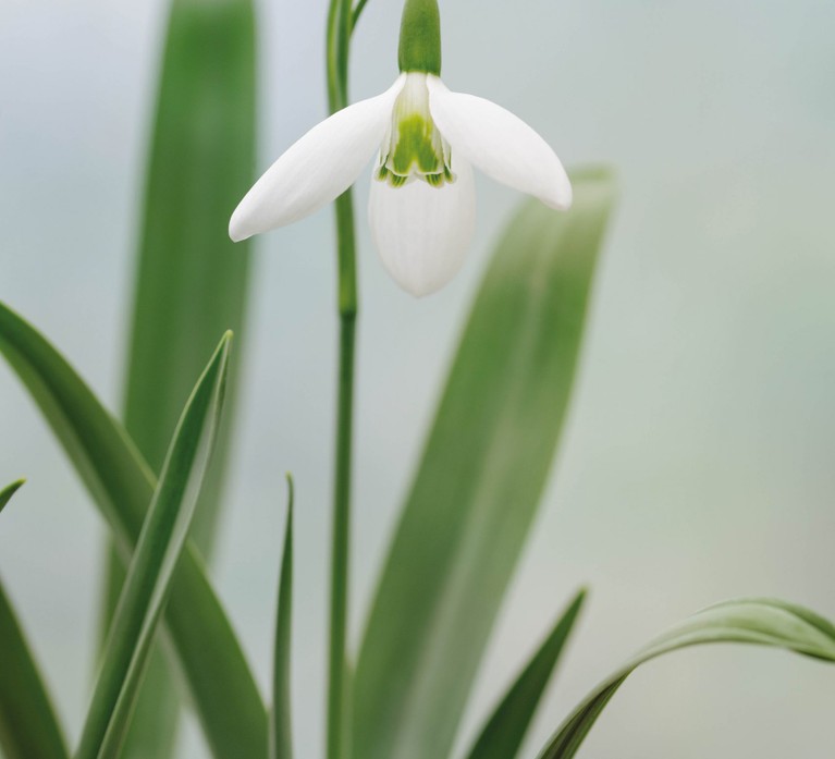 Galanthus ‘Wisley Magnet’