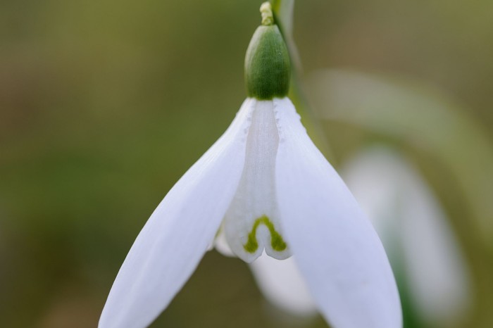 Snowdrops: Galanthus nivalis 'Anglesey Abbey'