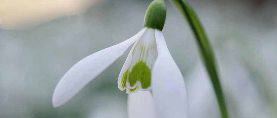 Snowdrops: Galanthus nivalis from Prior Park