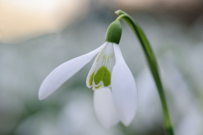 Snowdrops: Galanthus nivalis from Prior Park