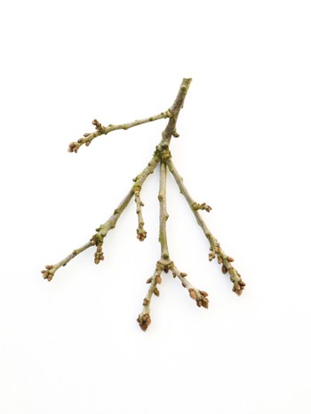 Winter oak twig
