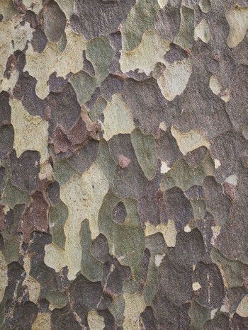 Tree Identification at Westonbirt Arboretum (6th March 2017)