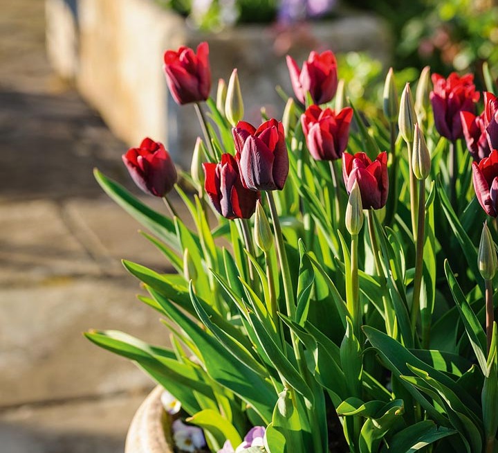 Tulipa ‘Ronaldo’. A triumph tulip that is suitable for the border, containers or for cutting and is very weather resistant. The burgundy-coloured flowers are held just proud of the foliage from April to May. 40cm. RHS H6, USDA 3a-8b.