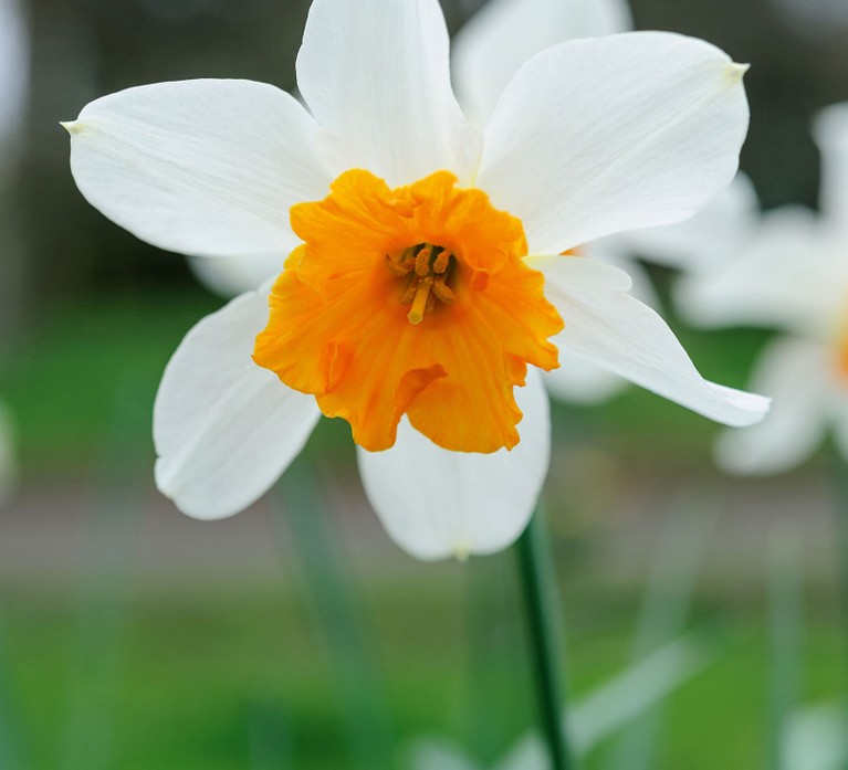 Narcissus 'Dick Wellband'