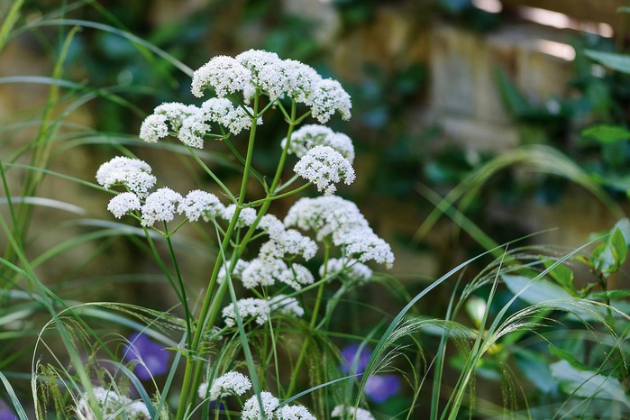 Valeriana officinalis gives height to a meadow-like planting, growing to 1m at least, with small, terminal flowers of white or palest pink. Needs thinning to keep it in check.