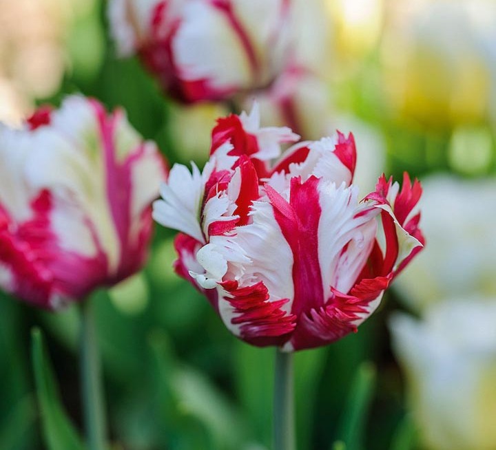 Tulipa ‘Estella Rijnveld’ One of the best of the Parrot tulips, the petals exuberantly ruffled in red and white. Raised in the Netherlands in 1954 by Dr de Mol and named after his wife. Flowers in May. 55cm. RHS H6, USDA 3a-8b.