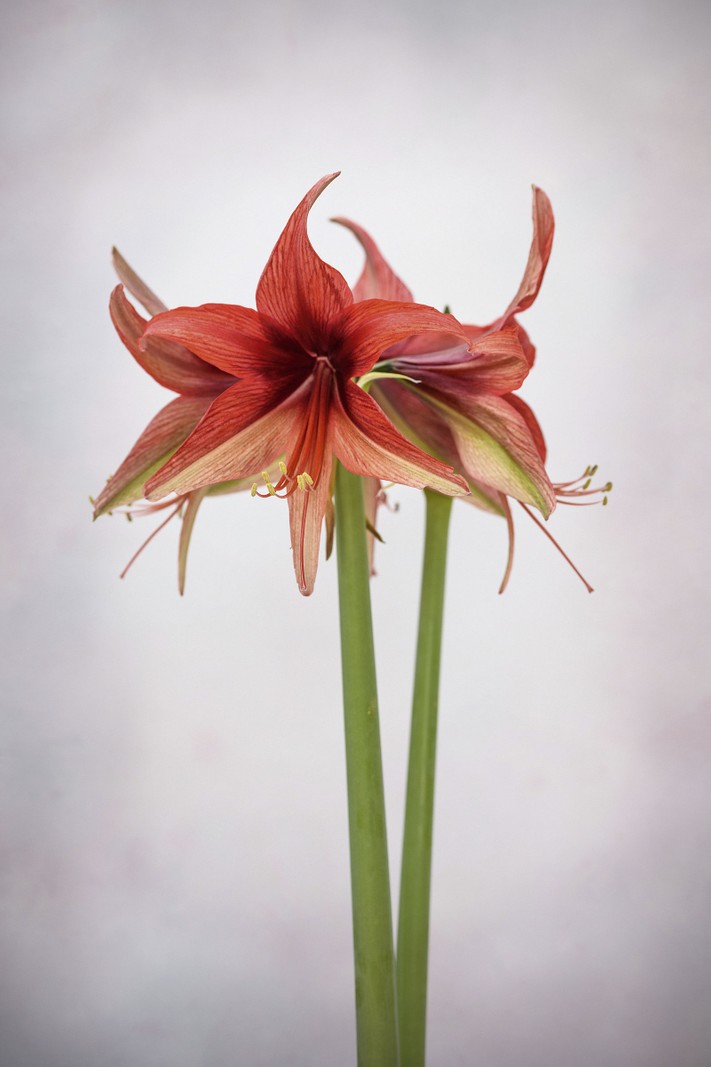  Hippeastrum ‘Bogota’ The slender, slightly recurved petals are typical of the Spider Group of cultivars. The bright scarlet to coral red flowers are flushed with green on the reverse and each bloom is around 12cm across. 50cm.