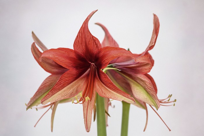 Hippeastrum ‘Bogota’ The slender, slightly recurved petals are typical of the Spider Group of cultivars. The bright scarlet to coral red flowers are flushed with green on the reverse and each bloom is around 12cm across. 50cm.