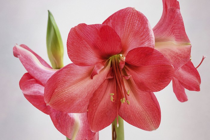 Hippeastrum ‘Lagoon’ The huge, rich-pink flowers with wide petals make this amaryllis really stand out. Often producing two stems, this cultivar has all the characteristics expected from the Galaxy Group. 60cm. AGM. RHS H2.