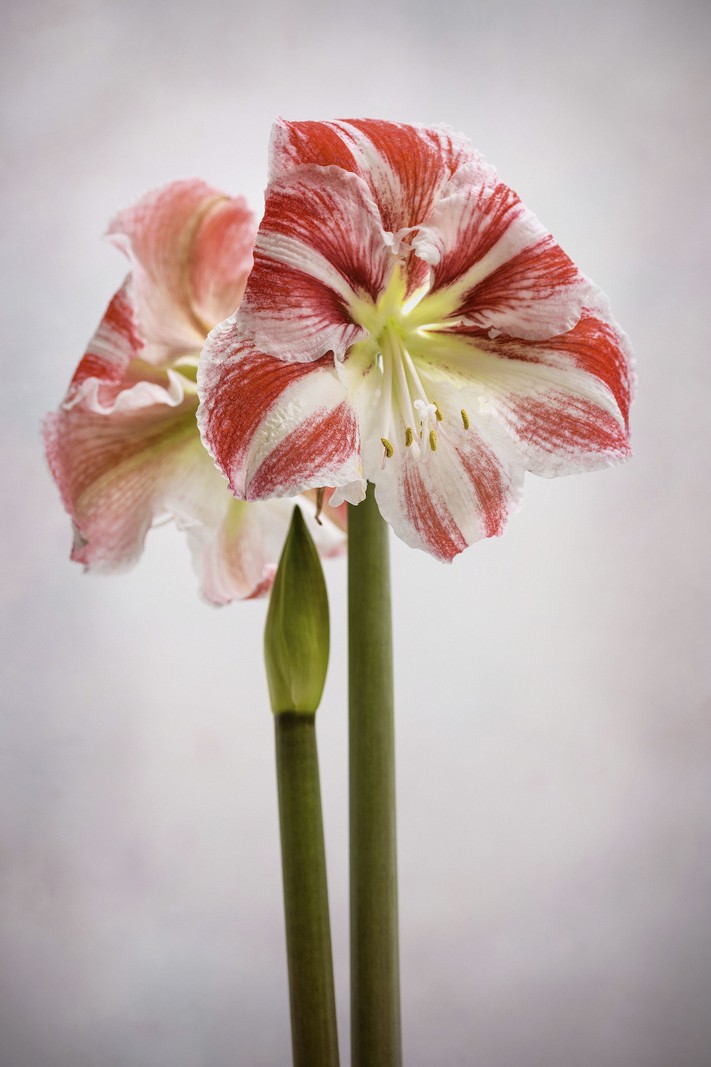 HHippeastrum ‘Clown’ Another large-flowered form in the Galaxy Group, this has been a popular choice for many years. Sometimes called the candy cane amaryllis due to the pale, red-and- white striped flowers. 60cm. AGM. RHS H2.