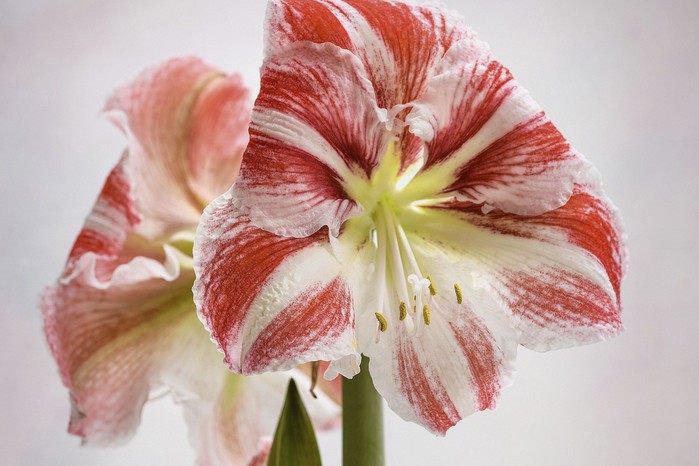 Hippeastrum ‘Clown’ Another large-flowered form in the Galaxy Group, this has been a popular choice for many years. Sometimes called the candy cane amaryllis due to the pale, red-and- white striped flowers. 60cm. AGM. RHS H2.