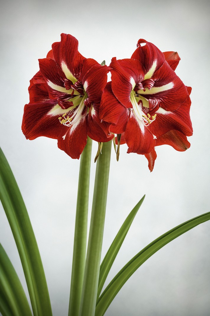 Hippeastrum ‘Barbados’ Originally bred for the cut-flower trade, the deep-red flowers with a white cross in the centre are the perfect colours for a Christmas bouquet. This striking, large- flowered form is in the Galaxy Group. 60cm.