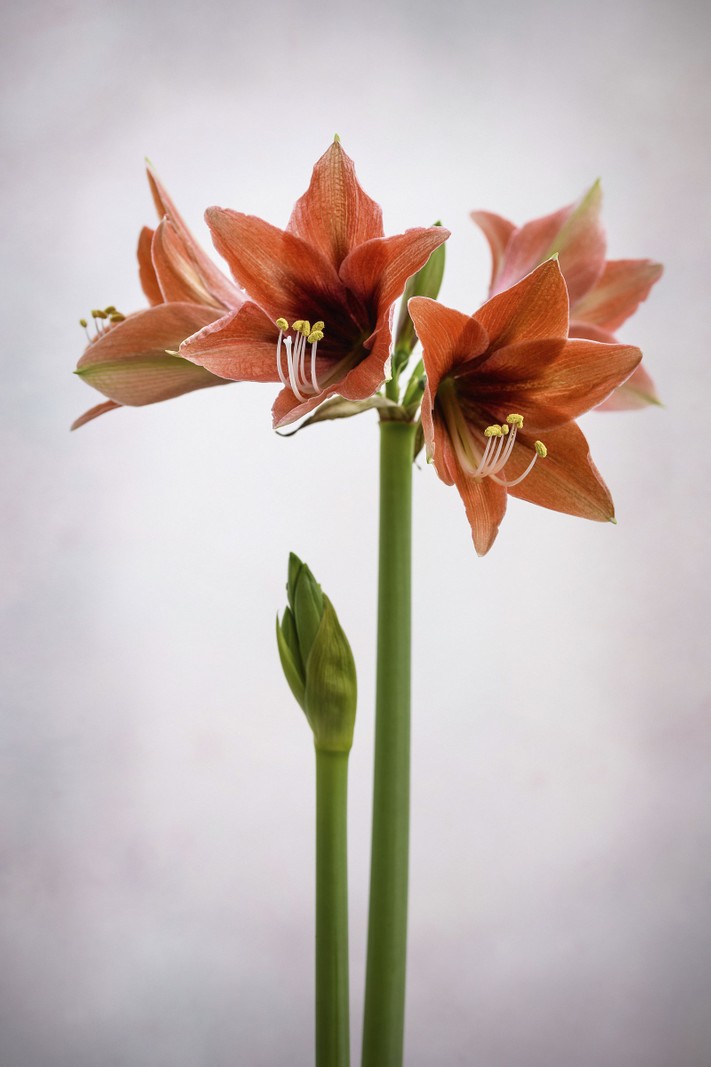 Hippeastrum Tierra. A newcomer that is often sold under the name ‘Terra Mystica’, this Diamond Group amaryllis has distinctive terracotta- pink flowers, with a dark- purple throat and the finest of white edges to the petals. 50cm.