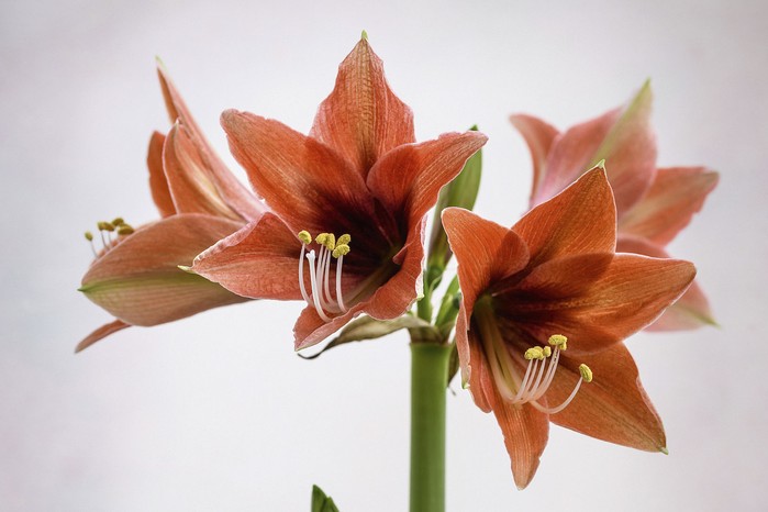 Hippeastrum Tierra. A newcomer that is often sold under the name ‘Terra Mystica’, this Diamond Group amaryllis has distinctive terracotta- pink flowers, with a dark- purple throat and the finest of white edges to the petals. 50cm.