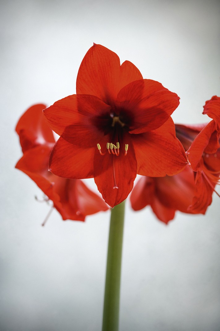  Hippeastrum ‘Red Lion’ With its extremely large, rich-red flowers, this hippeastrum from the Galaxy Group is a real show stopper. The largest bulbs can produce three or sometimes four stems, each with four or five blooms. 60cm.AGM.