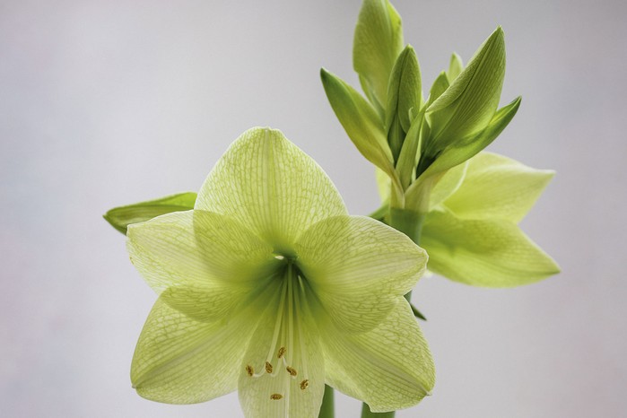 Hippeastrum ‘Lemon Lime’ Belonging to the Diamond Group, which has slightly smaller flowers than the Galaxy Group, but the pale-green blooms can be used in combination with white-flowered amaryllis, to create a cool- coloured display. 50cm.