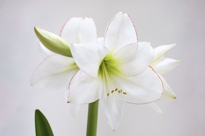 Hippeastrum ‘Picotee’ With its pure-white petals delicately edged with a thin, red line, this elegant cultivar is one of the more sophisticated of the larger- flowered cultivars. It is one of the Diamond Group, which display flowers up to 16cm across. 60cm. AGM*. RHS H2, USDA 8a-11†.