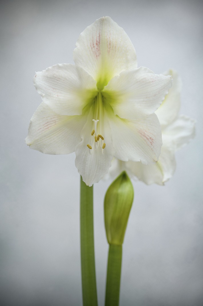 Hippeastrum ‘Mont Blanc’ This is one of the older Dutch cultivars, first registered in 1962 but is still widely available and a popular choice in the Galaxy Group. The large, creamy-white flowers have a green throat. 60cm.