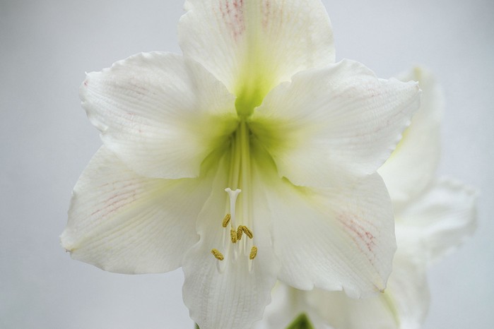 Hippeastrum ‘Mont Blanc’ This is one of the older Dutch cultivars, first registered in 1962 but is still widely available and a popular choice in the Galaxy Group. The large, creamy-white flowers have a green throat. 60cm.