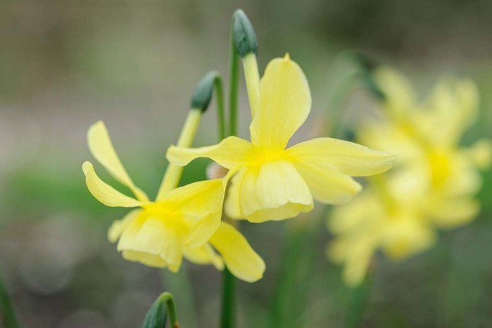 Narsissus Hawara