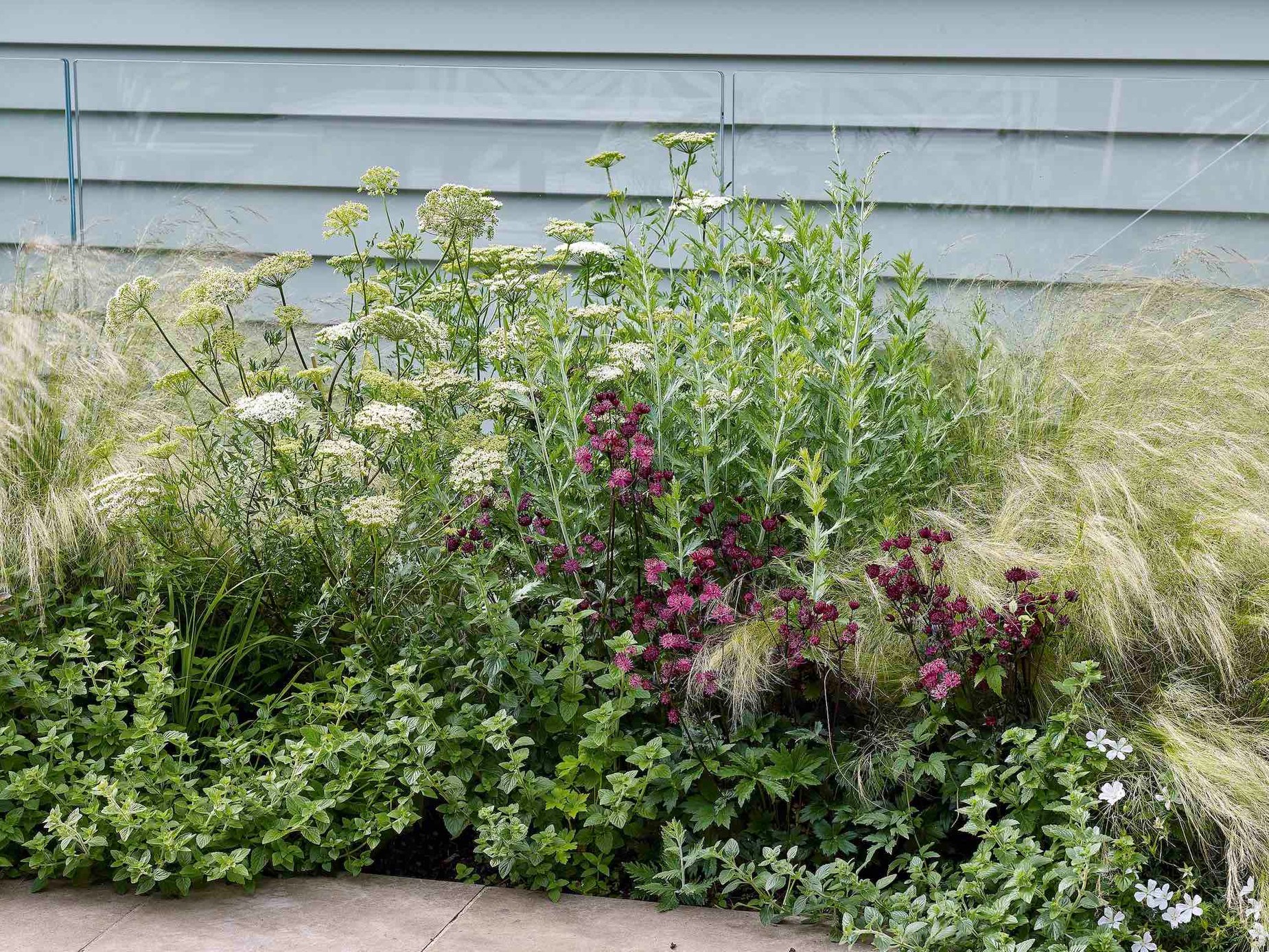 The sunny border, which runs alongside the glass balustrading for the basement extension, holds a soft mix of planting that includes Stipa tenuissima, Astrantia ‘Ruby Star’ and Geranium sanguineum ‘Album’ offering a long season of interest without blocking out light to the basement.