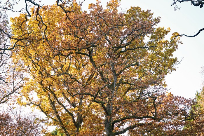 Quercus robur - common oak
