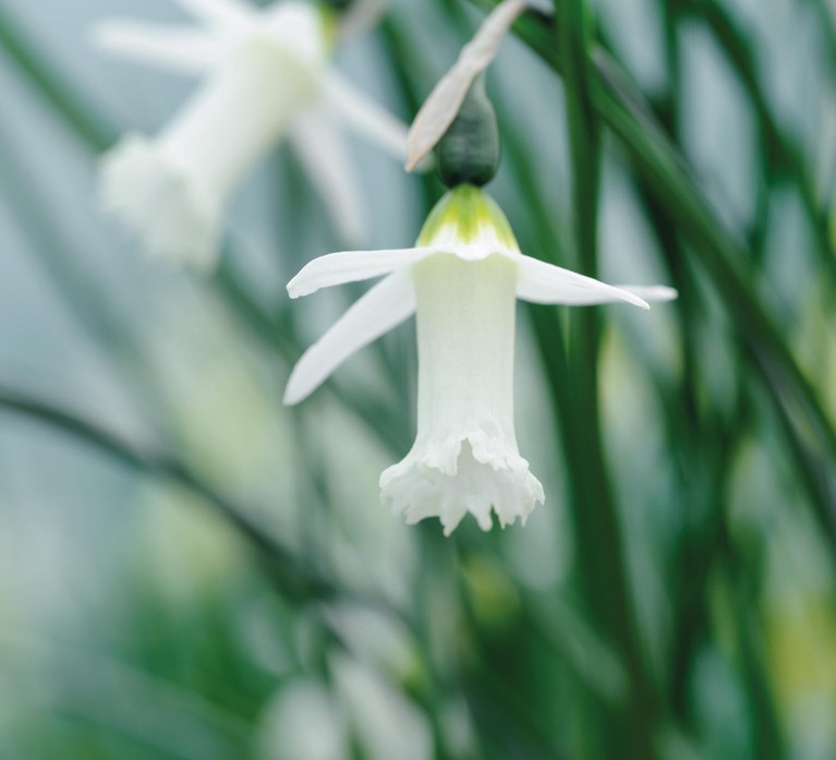 Miniature Narcissi: Narcissus 'Starlit'