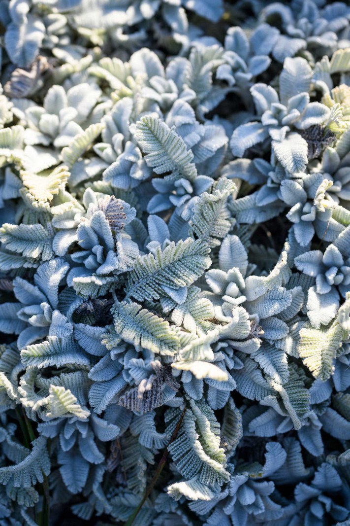 Tanacetum densum subsp. amani. Low, evergreen groundcover, silvery white foliage and pure-white flowers. Allelopathic, but happy to live among tree roots. Hardy to -15°C, it requires sun or light shade. 20cm.