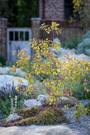 Cotinus coggygria. The smoke bush is a shrub that offers smoky panicles of flowers in summer and spectacular autumn colour, which becomes stronger when grown ‘hard’ in poor, free-draining soils. Hardy to -15°C. 3m. RHS H5, USDA 5a-8b.