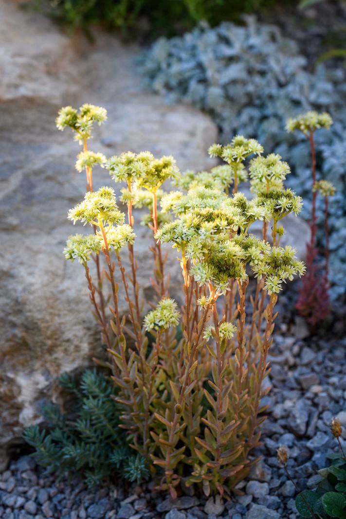 Sedum sediforme. Low, evergreen groundcover with erect flowering stems and soft yellow flowers to 30cm. Easy in rubbly conditions in poor soils. Hardy to -15°C.