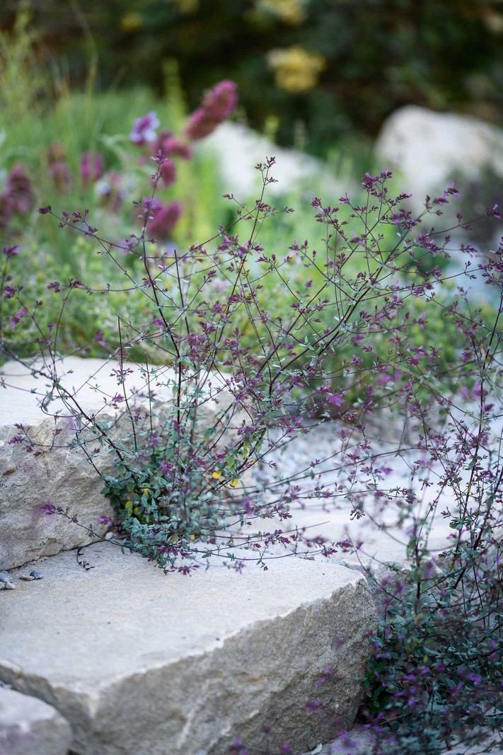 Origanum laevigatum. An airy, deciduous perennial, that offers clouds of nectar-rich flowers, much loved by butterflies. Hardy to -15°C, it needs sun and free drainage. 60cm. AGM. RHS H6.