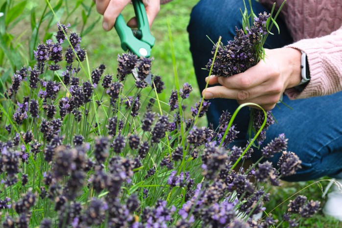 Picking lavender