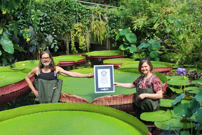 Guinness World Record for world's largest giant waterlily