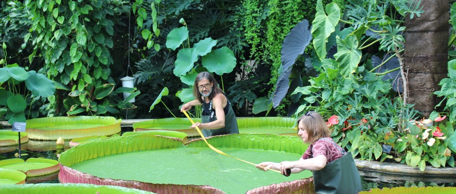 Guinness World Record for world's largest giant waterlily