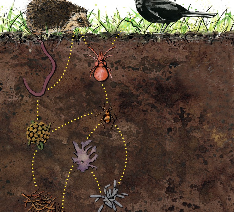 An illustration of the soil food chain from organic matter and bacteria to animals