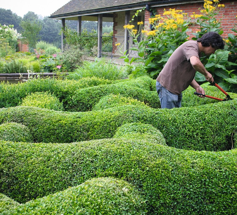 Gardener clips a sculptural topiary hedge with shears