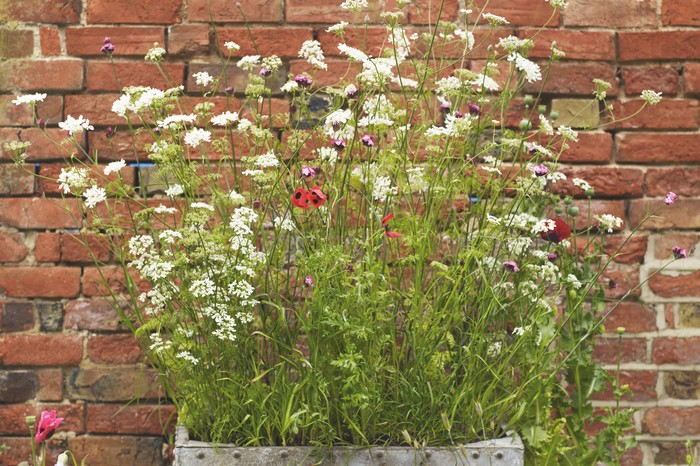 Galvanised water tank filled with wildlife-friendly plants poppies, dianthus and Orlaya Grandiflora