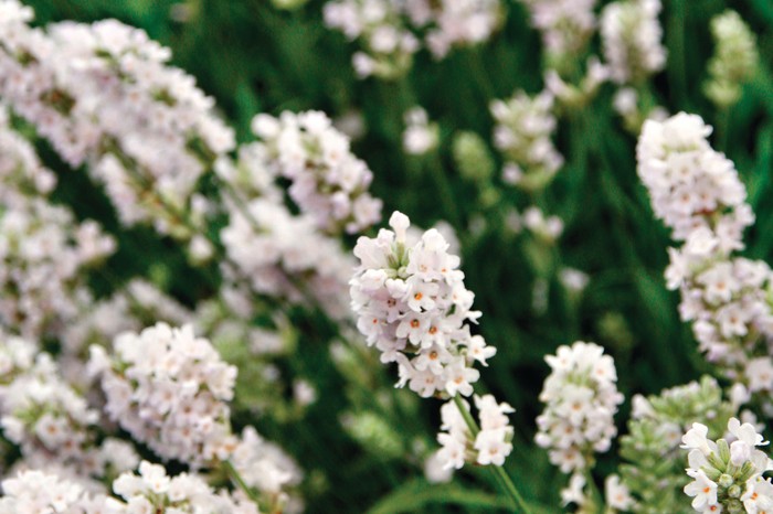 Close up of white lavender. Lavandula angustifolia 'Blue Mountain White'