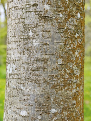 Rowan tree bark