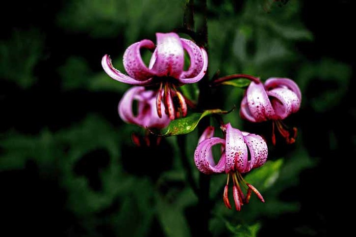 Lilium martagon Turk's cap lily Getty Images