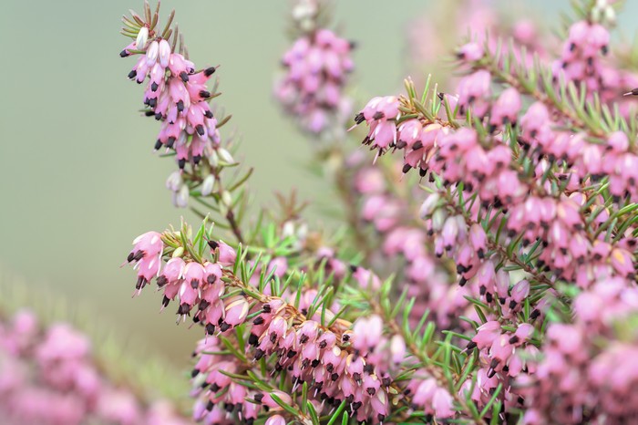 Winter flowering heather: Erica x darleyensis 'Aurelie Bregeon'