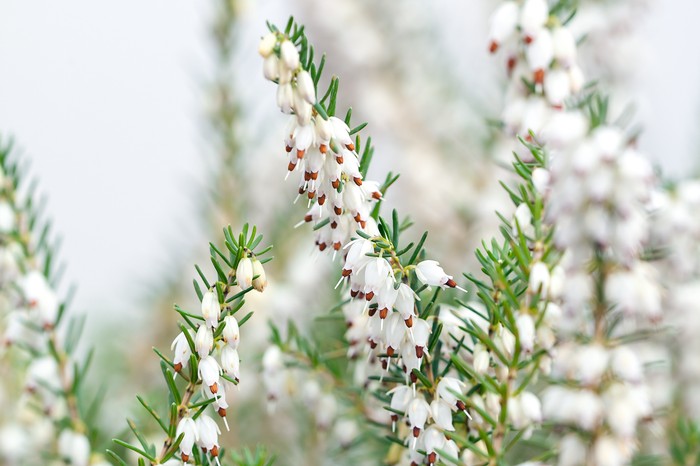 Winter heather: Erica x darleyensis f. albiflora 'White Perfection'