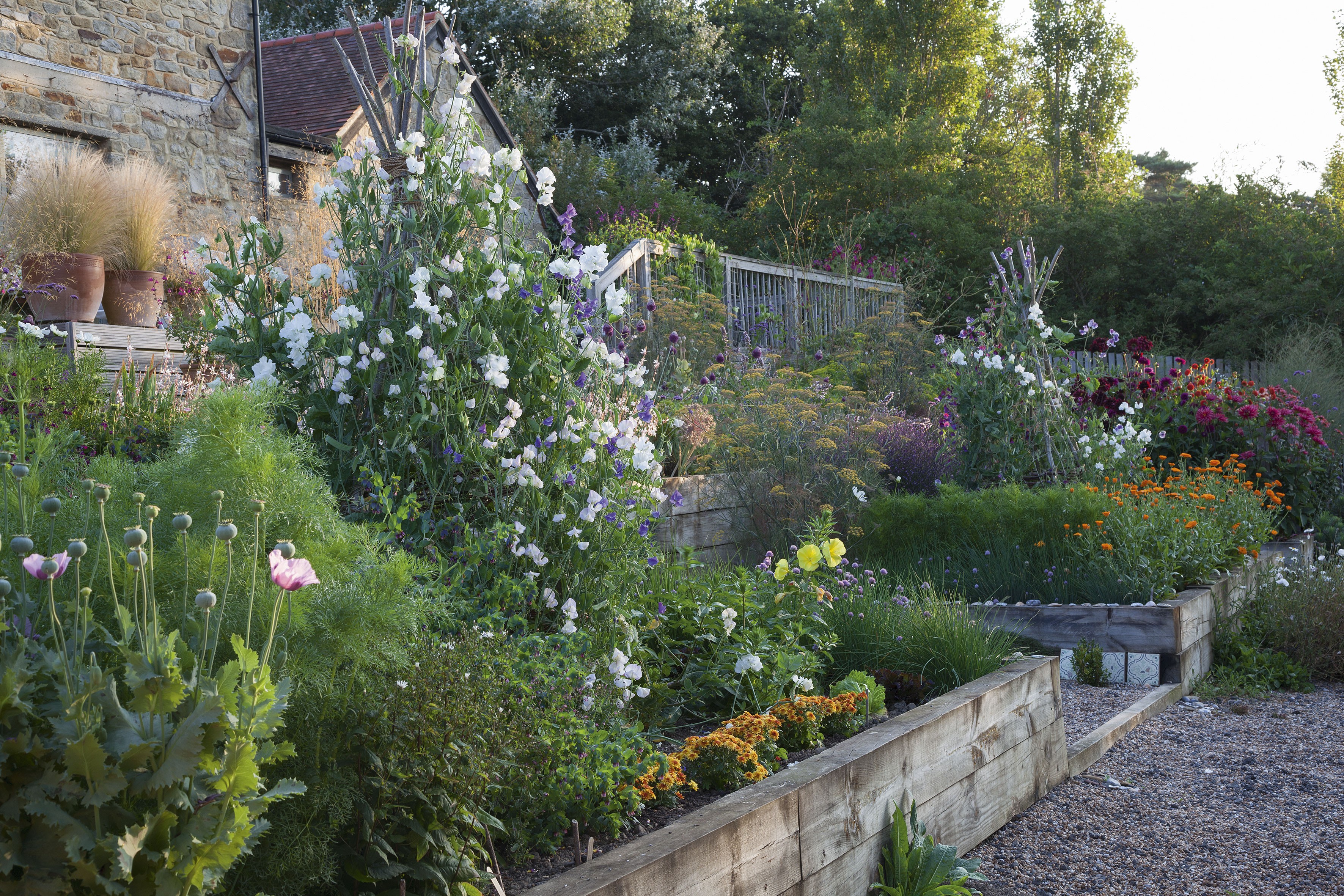 Raised beds, overflowing with Tara’s favourite plants, replaced a slippery slope leading down from the deck of Tara’s south- facing house. The sweet peas were grown from Sarah Raven’s Clouds of Scent collection.