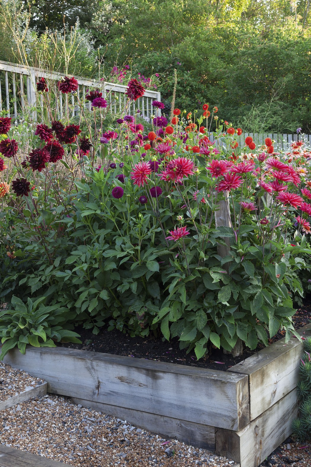  Dahlias in vibrant colours range from deep crimson, through hot pinks to scarlets. They have their own bed for maximum impact and so that Tara can grow them through netting for support.