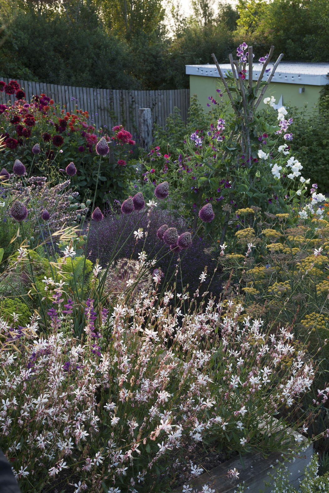 Airy flowers on wiry stems thrive in Tara’s coastal garden; the spherical, purple heads of Allium sphaerocephalon float above white-flowered Oenothera lindheimeri and clary sage accompanied by bronze fennel.