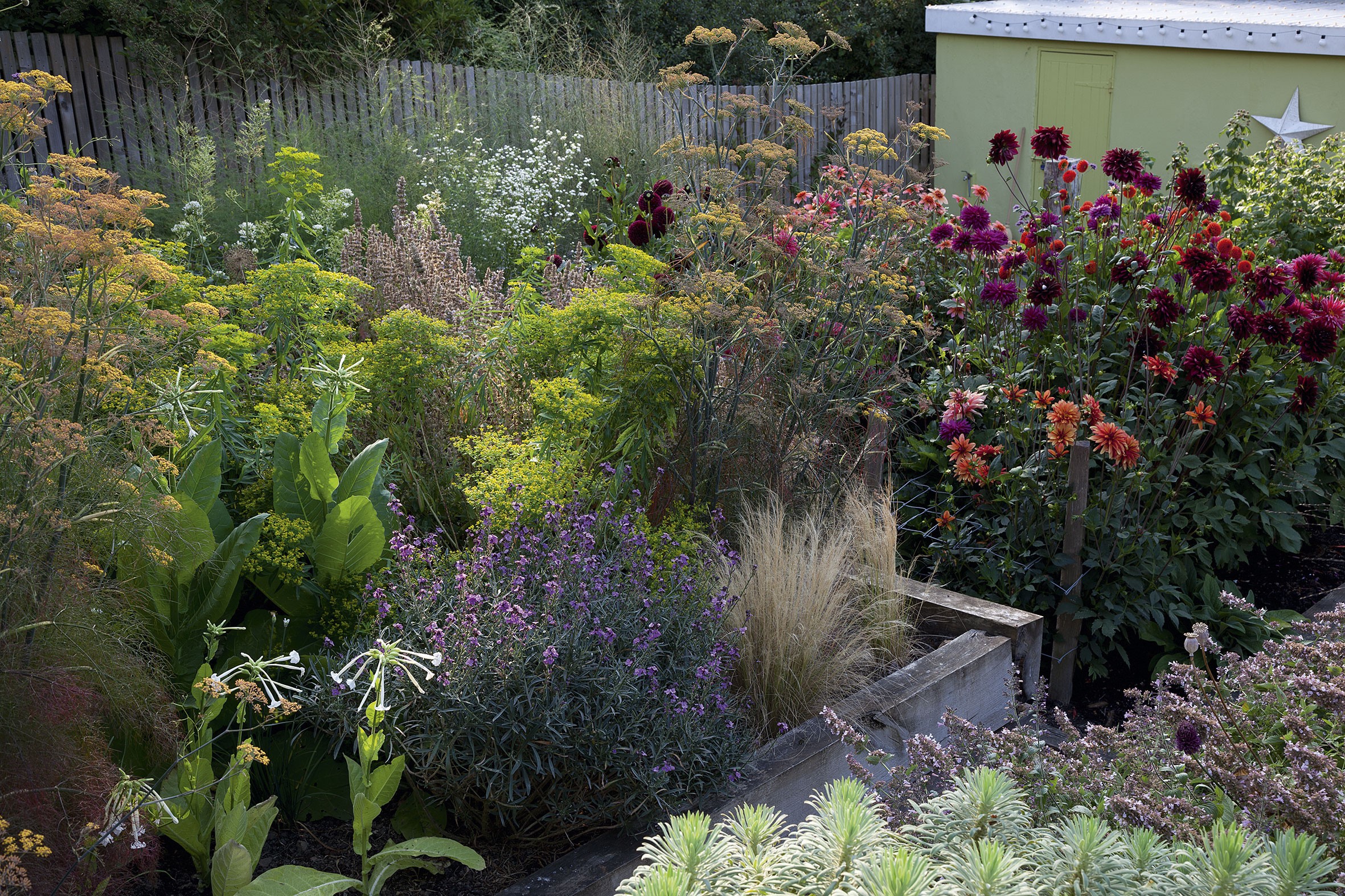 The raised beds become a tapestry of colour and texture in high summer. Interwoven plants include Nicotiana sylvestris, Erysimum ‘Bowles’s Mauve’, feathery bronze fennel (Foeniculum vulgare ‘Purpureum’), the horned spurge Euphorbia ceratocarpa and Nepeta grandiflora ‘Dawn to Dusk’.